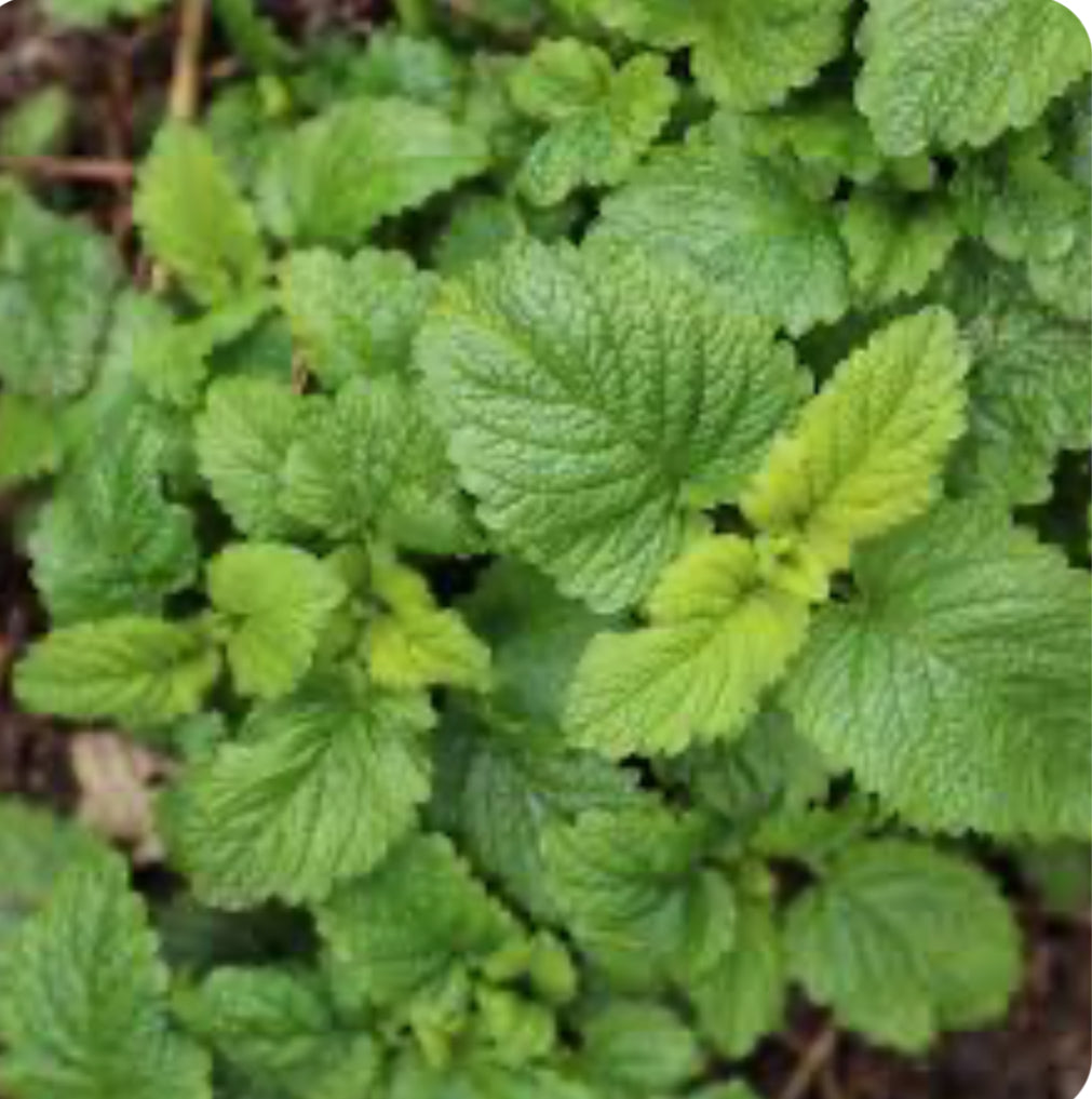 Fresh Lemon Balm