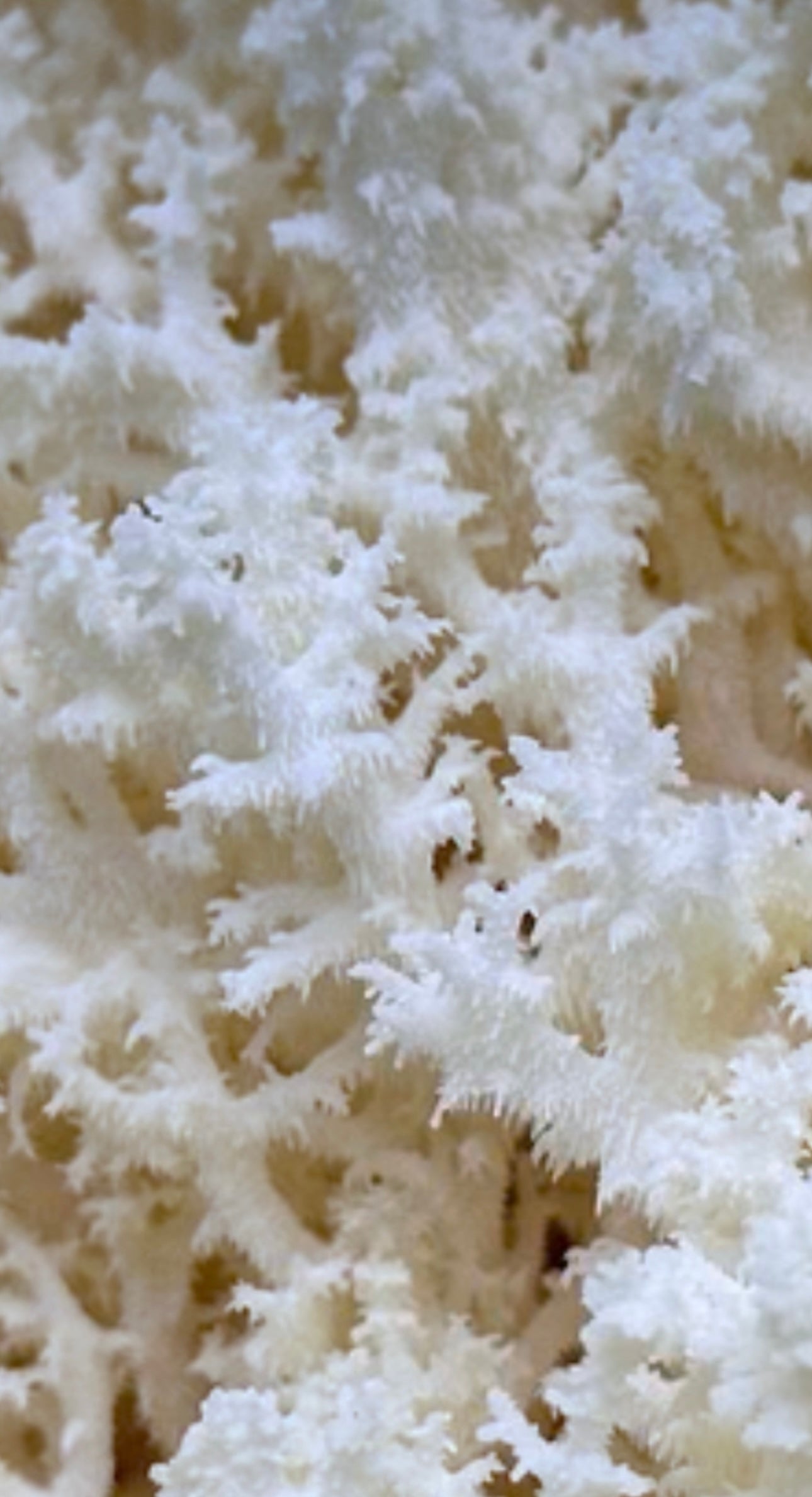 Coral Tooth Mushrooms