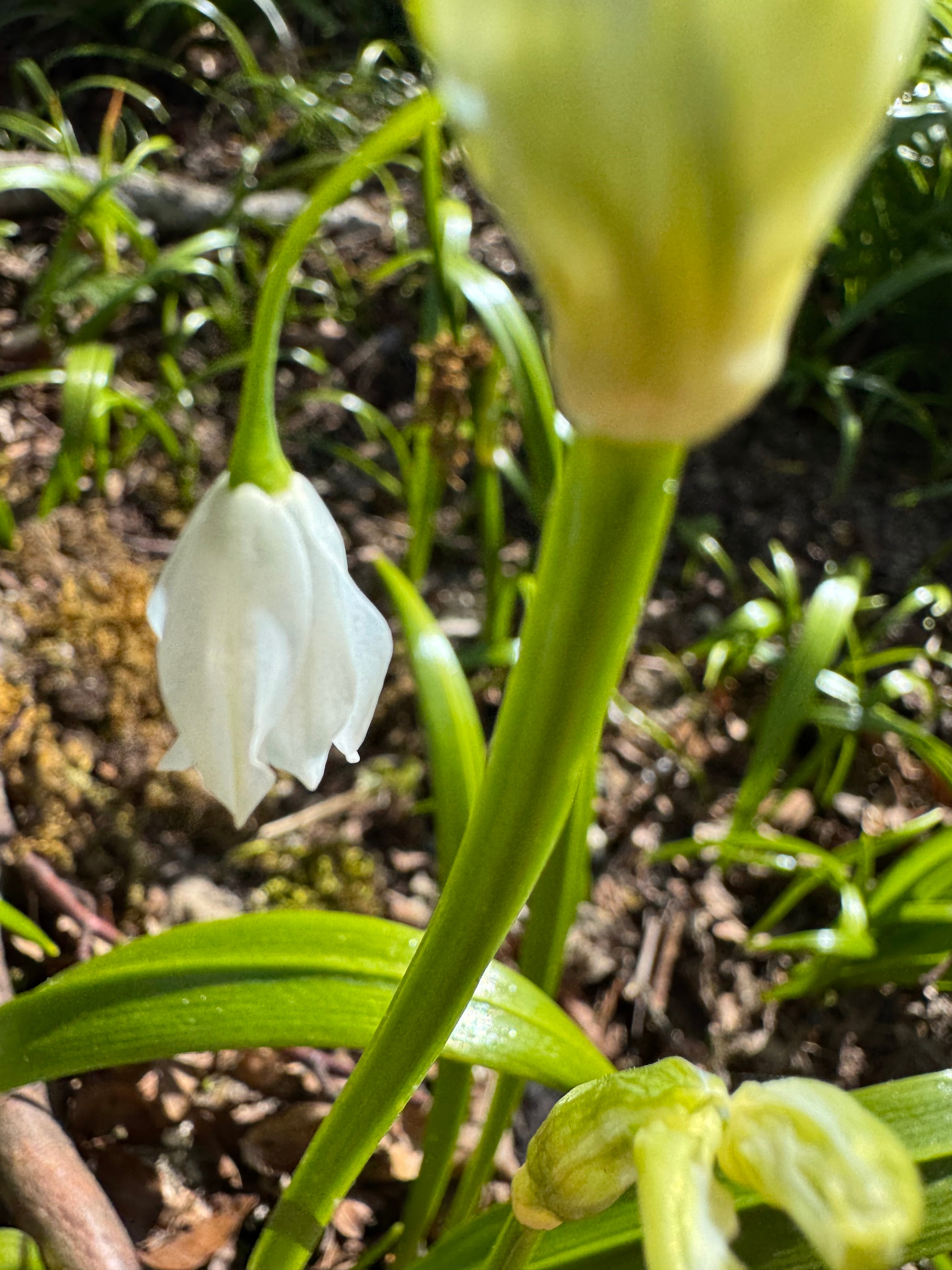 Fresh Three Cornered Leek