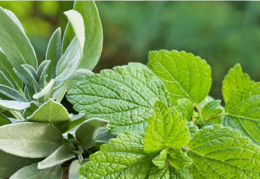 Sage and Lemon Balm Tisane