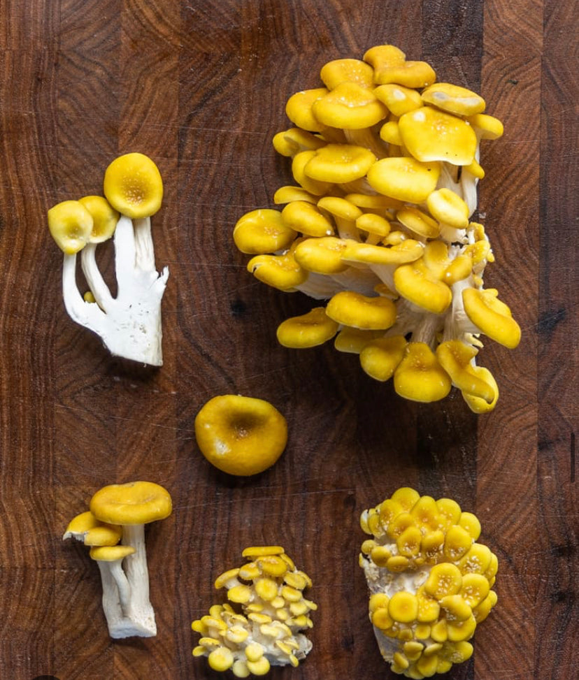 Yellow Oyster Mushrooms