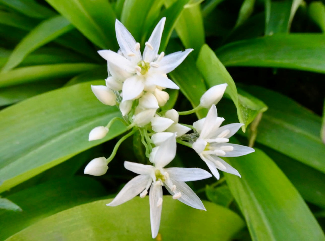 Fresh Wild Garlic