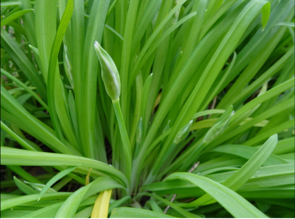 Fresh Three Cornered Leek