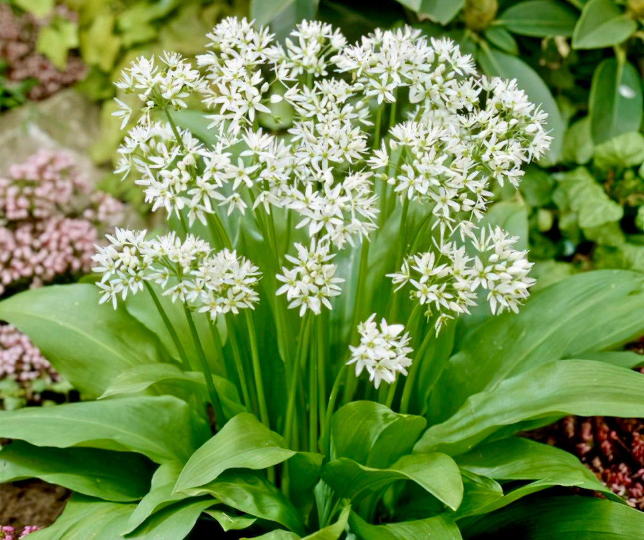Fresh Wild Garlic