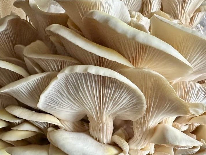 Yellow Oyster Mushrooms