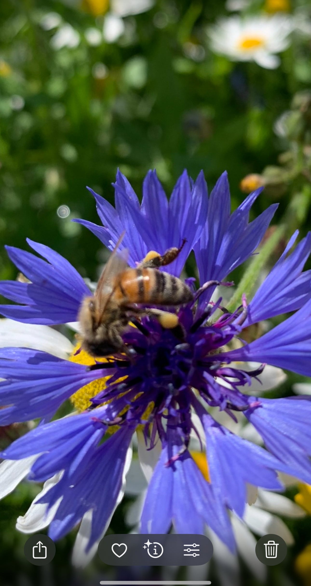 Bee Pollen