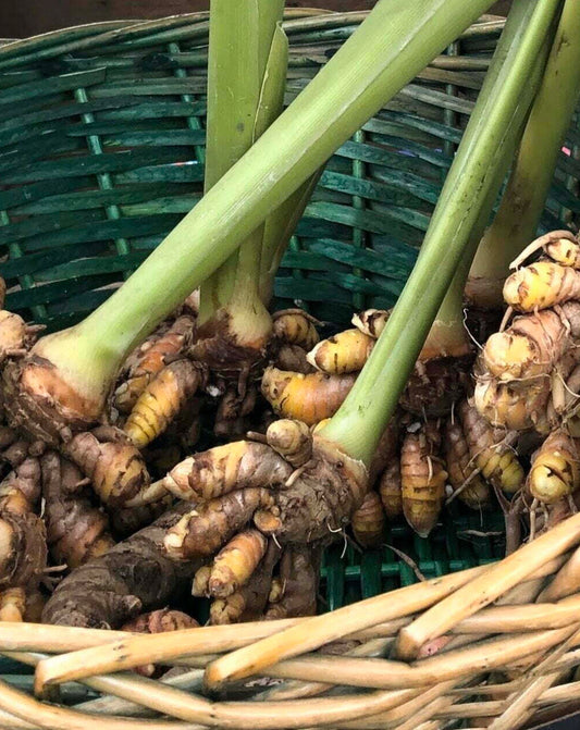 Organic Tumeric Root