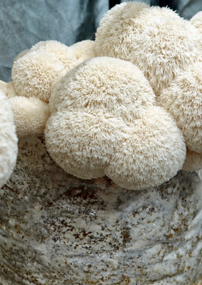 Lions Mane Mushrooms