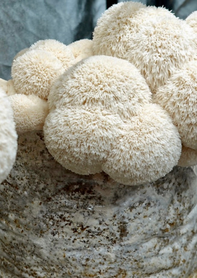Fresh Lions Mane Mushrooms