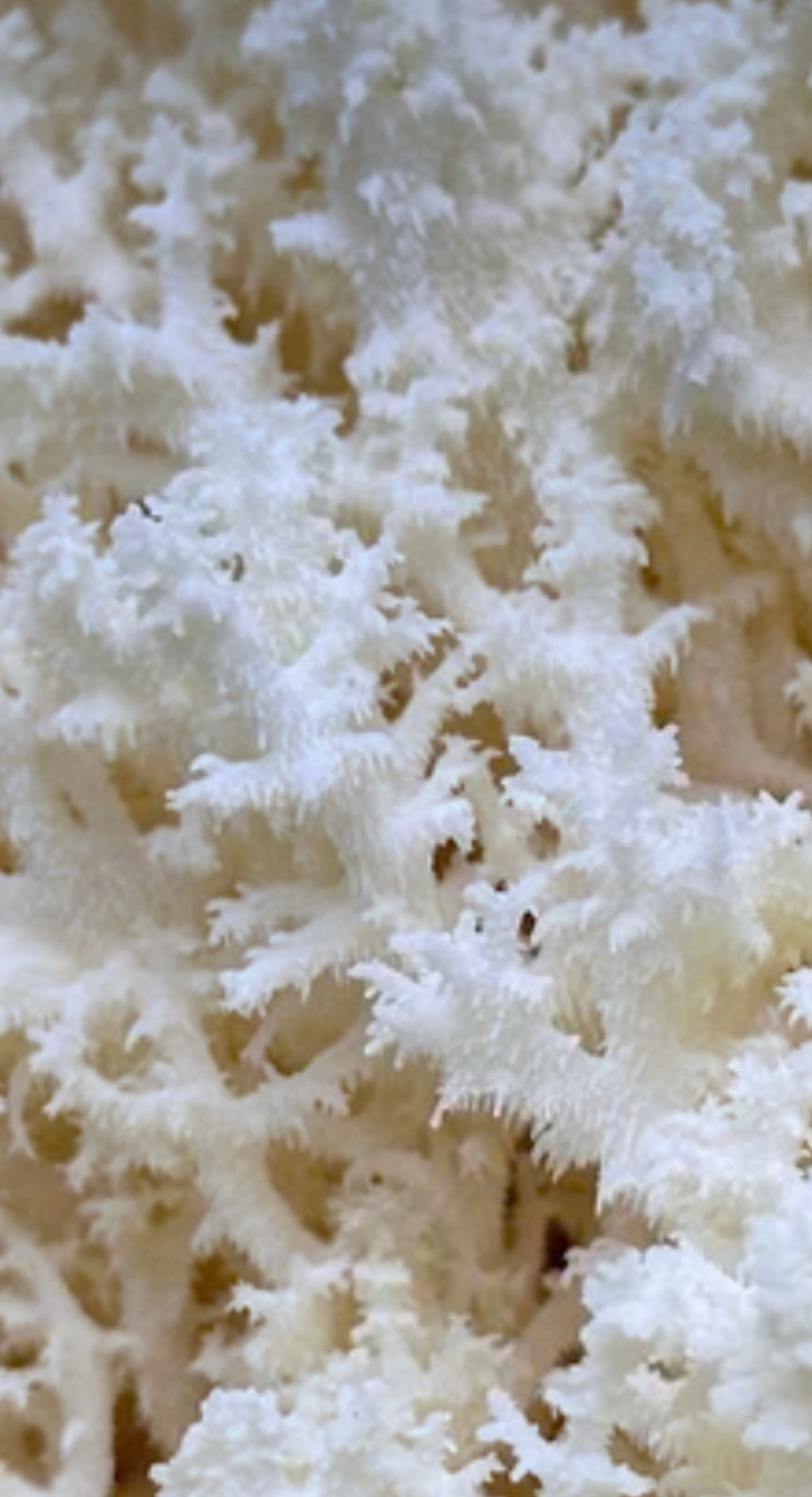 Coral Tooth Mushrooms