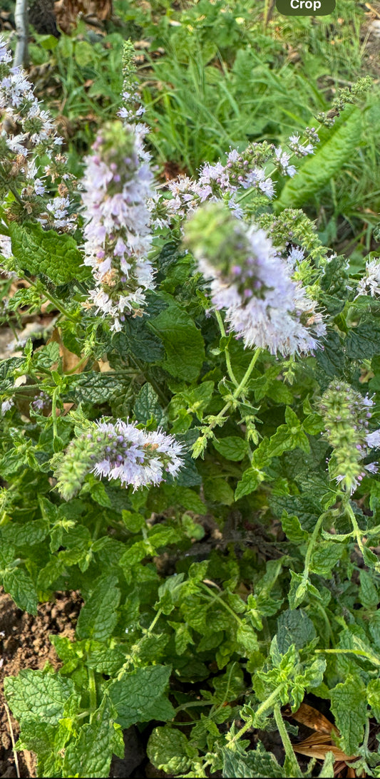 Fresh Lemon Balm