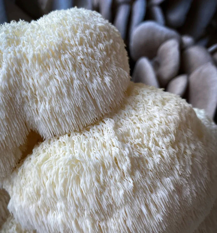 Fresh Lions Mane Mushrooms