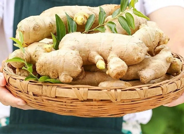 Organic Ginger