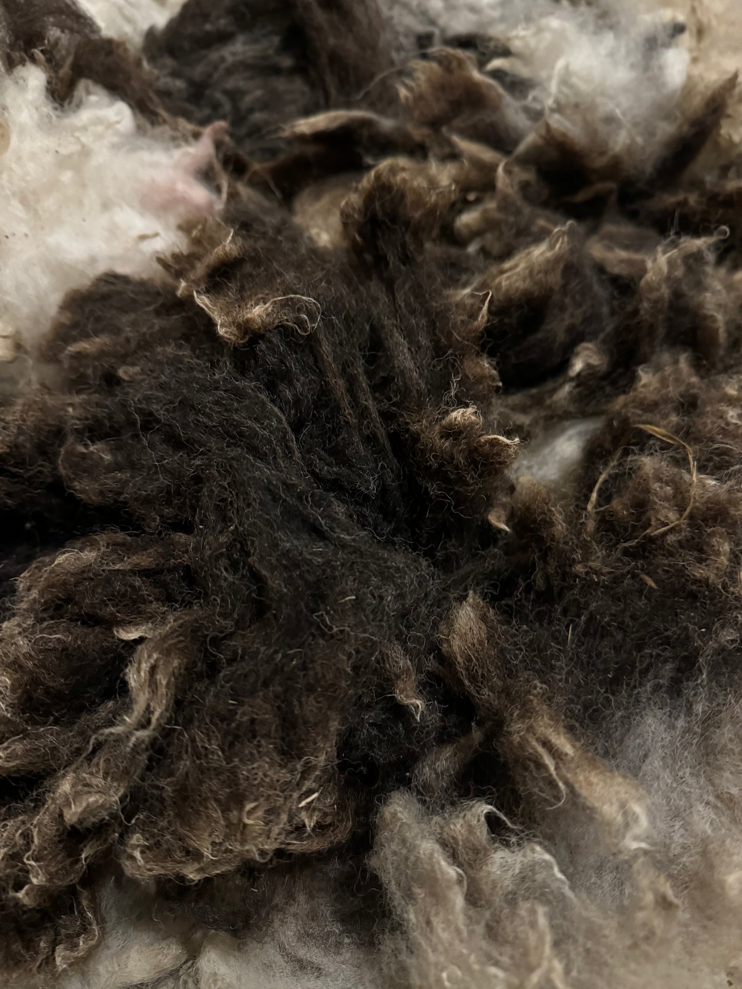 Jacob Sheep Fleece