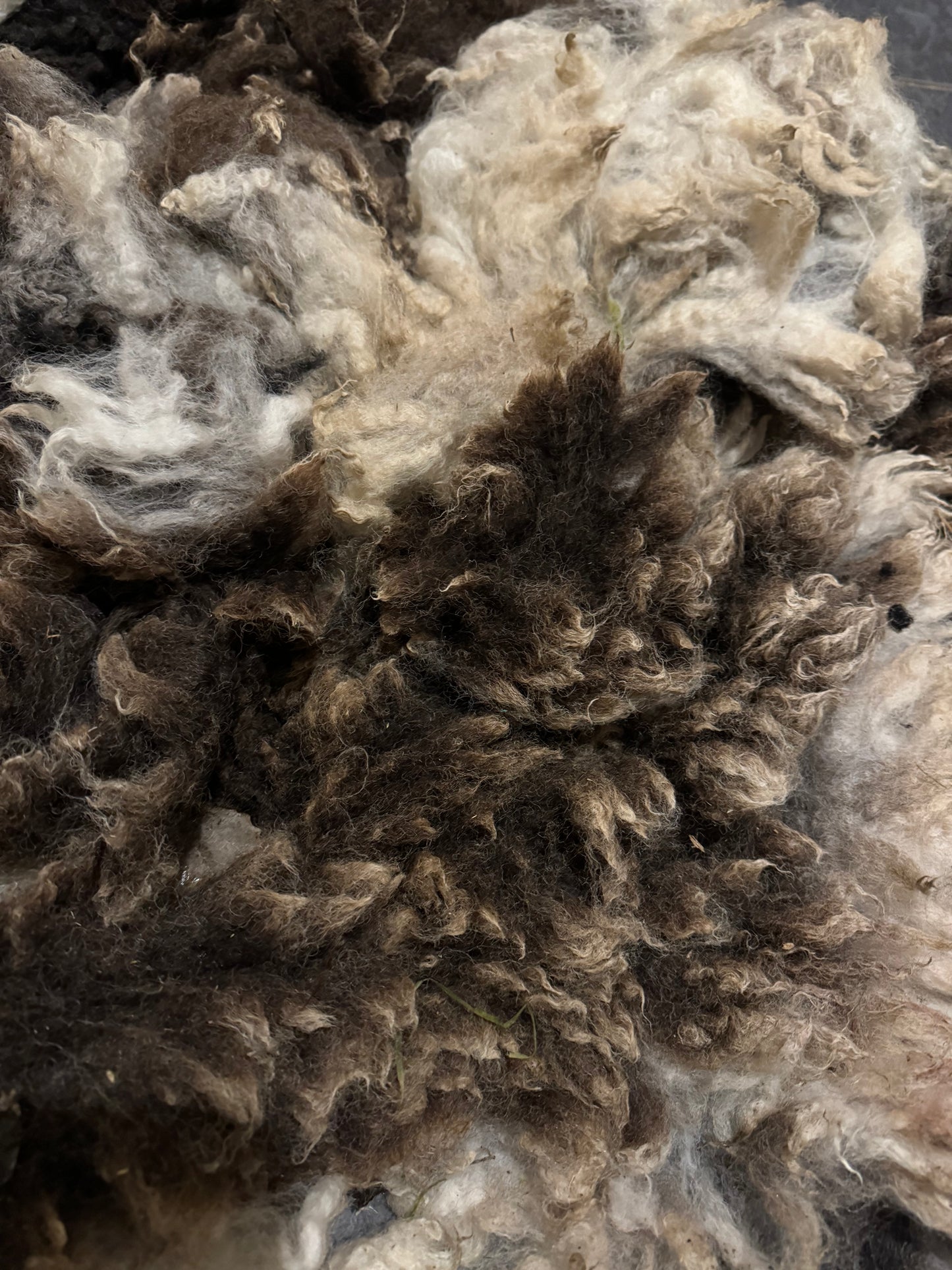 Jacob Sheep Fleece