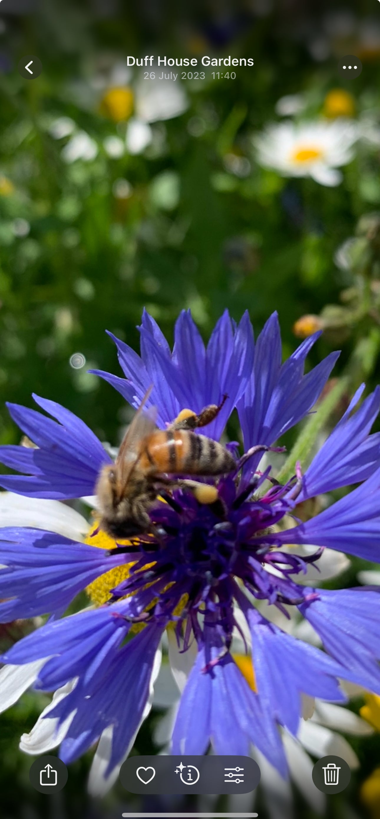 Locally Produced Honey - Raw Untreated Unheated Unpasteurised - Wildflowers & Sycamore