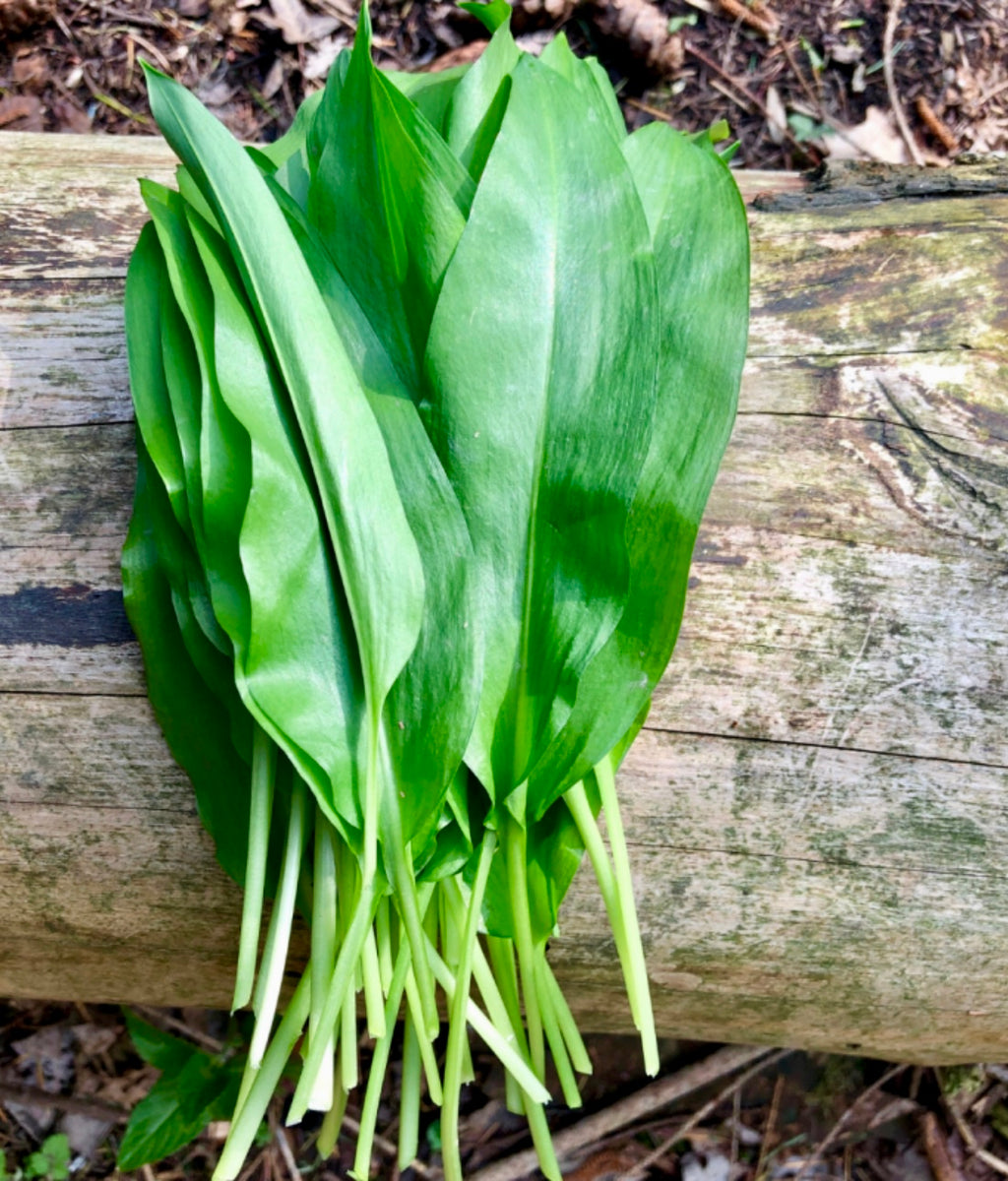 Fresh Wild Garlic