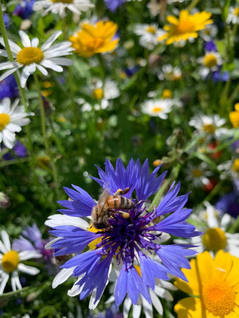 Honey - Raw Untreated Unheated Unpasteurised - Wildflowers and Sycamore