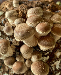 Shiitake Mushrooms