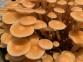 Golden Enoki Mushrooms