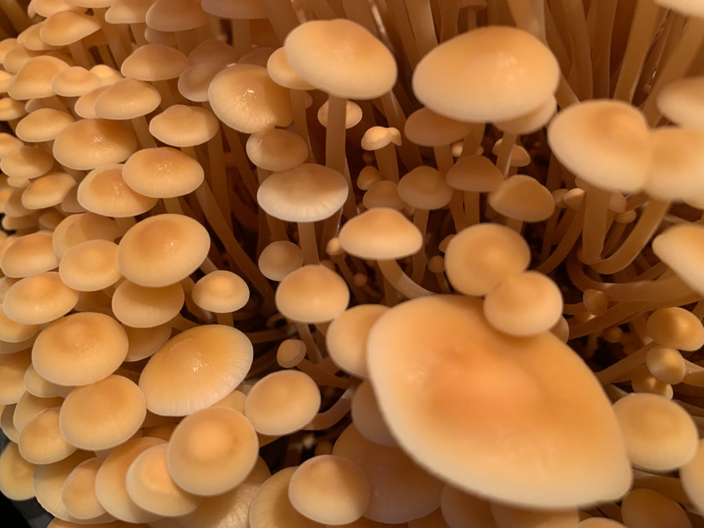 Golden Enoki Mushrooms