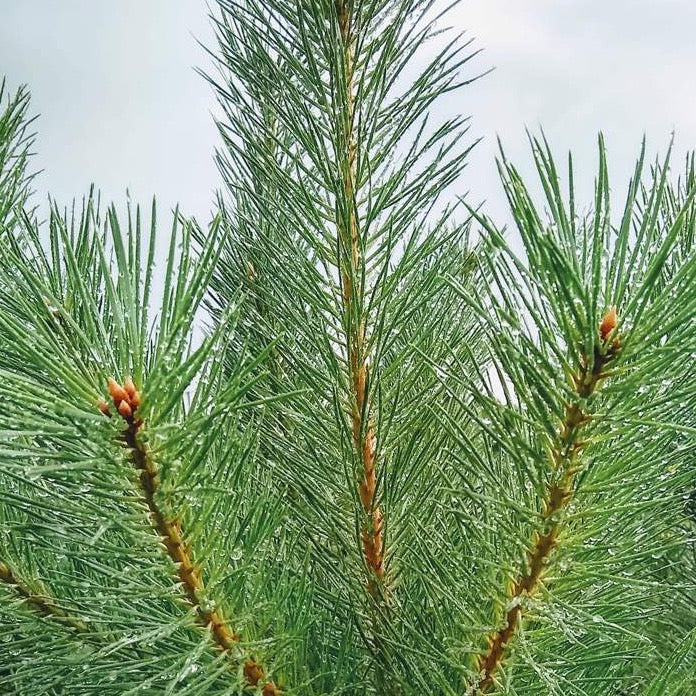 Wild Sustainable Organic Scots Pine Needles (Pinus Sylvestris)