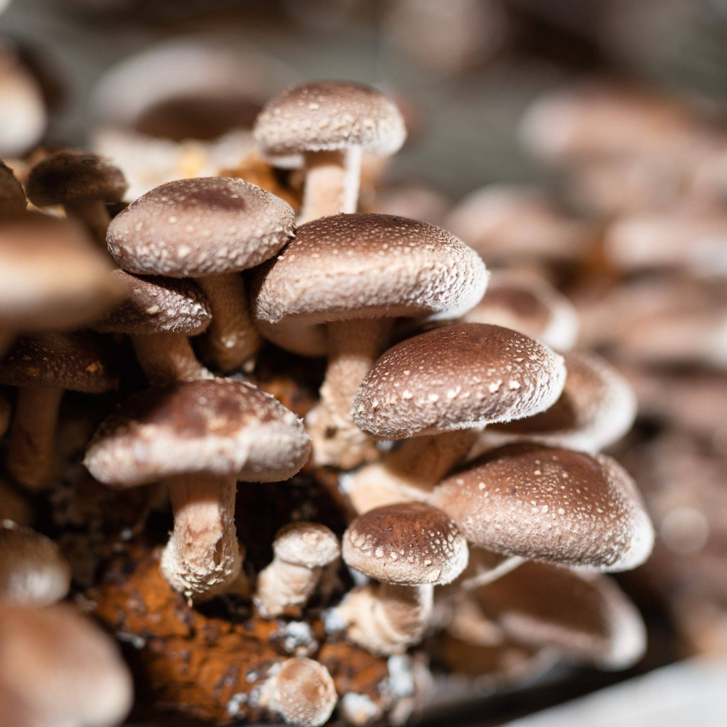 Shiitake Mushrooms