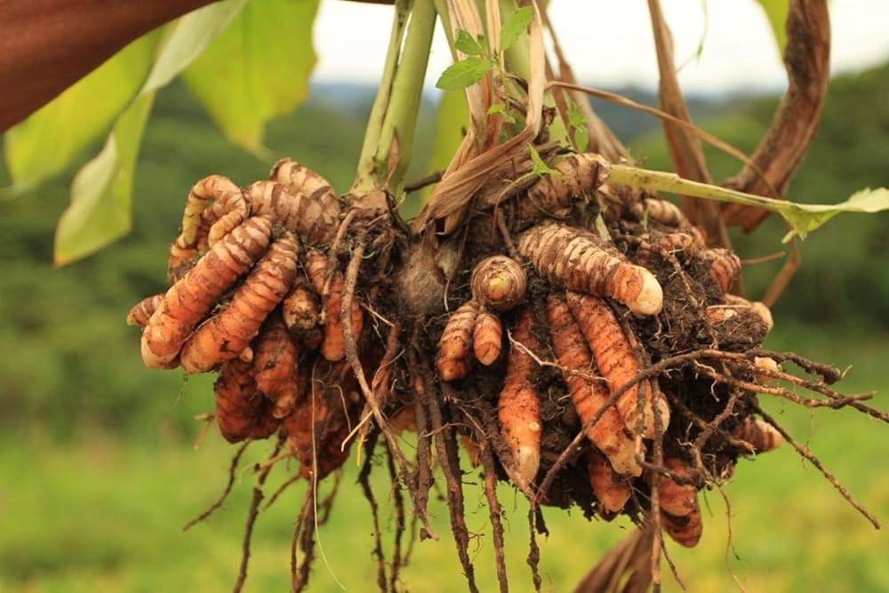 Organic Tumeric Root